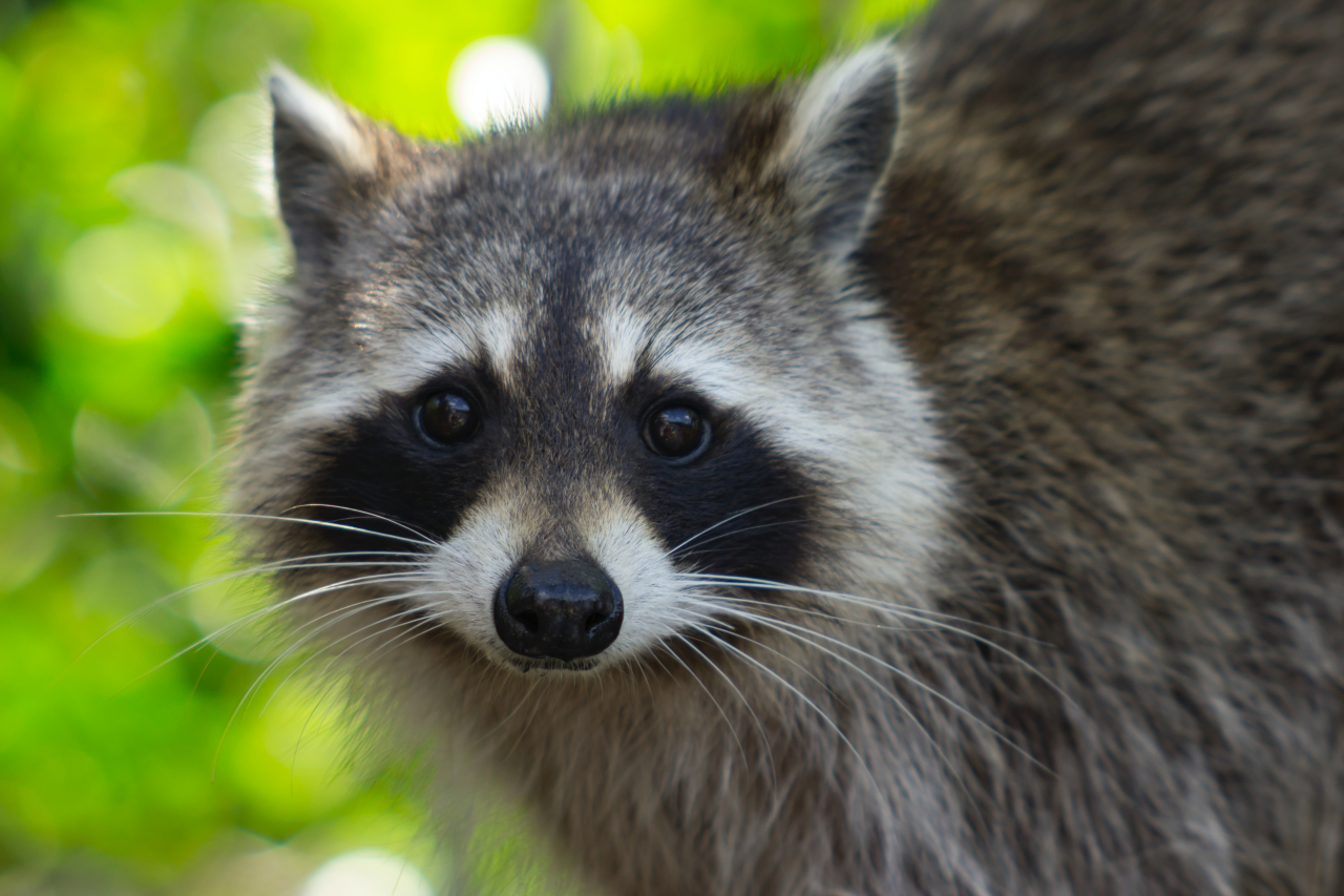 アライグマの被害